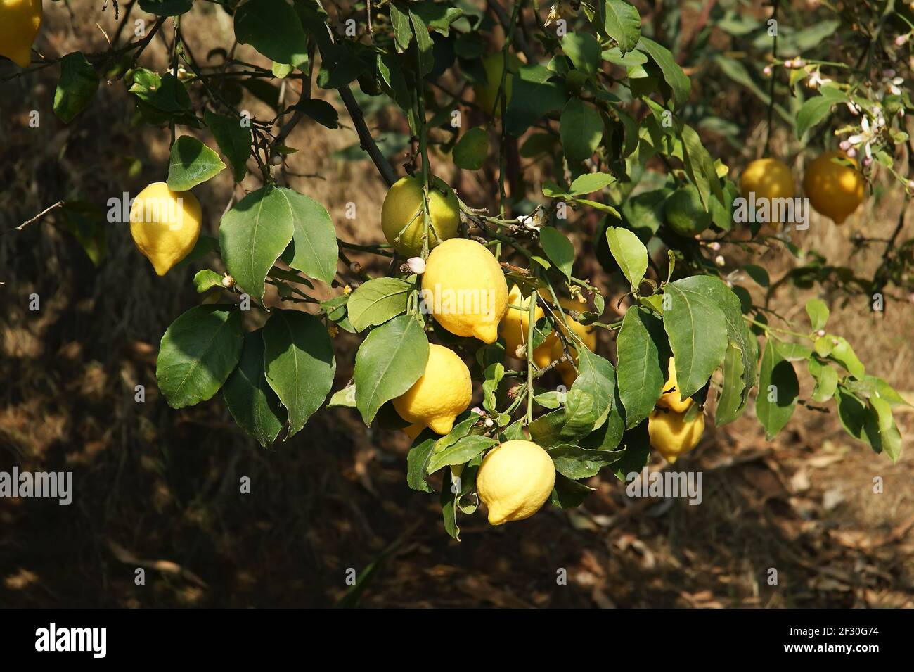 Lemons on a lemon tree Stock Photo