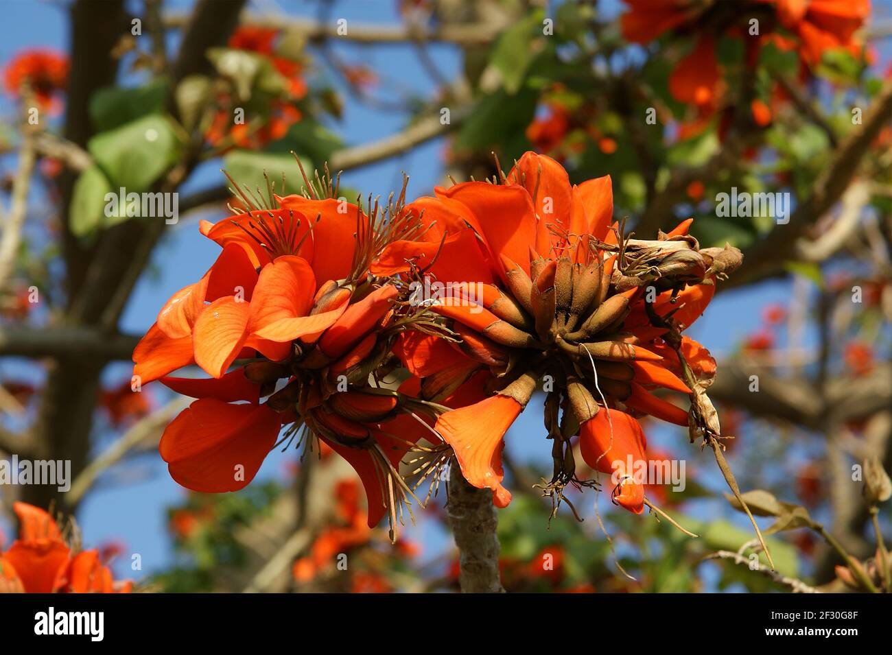 Caesalpinioideae High Resolution Stock Photography and Images Alamy