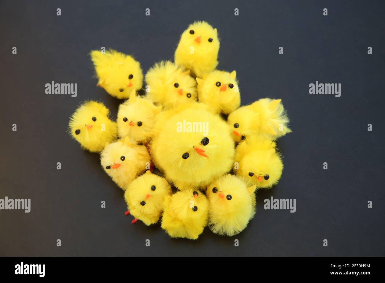 Yellow fluffy baby chicks for Easter cake decorations ready for easter against a dark background. Stock Photo
