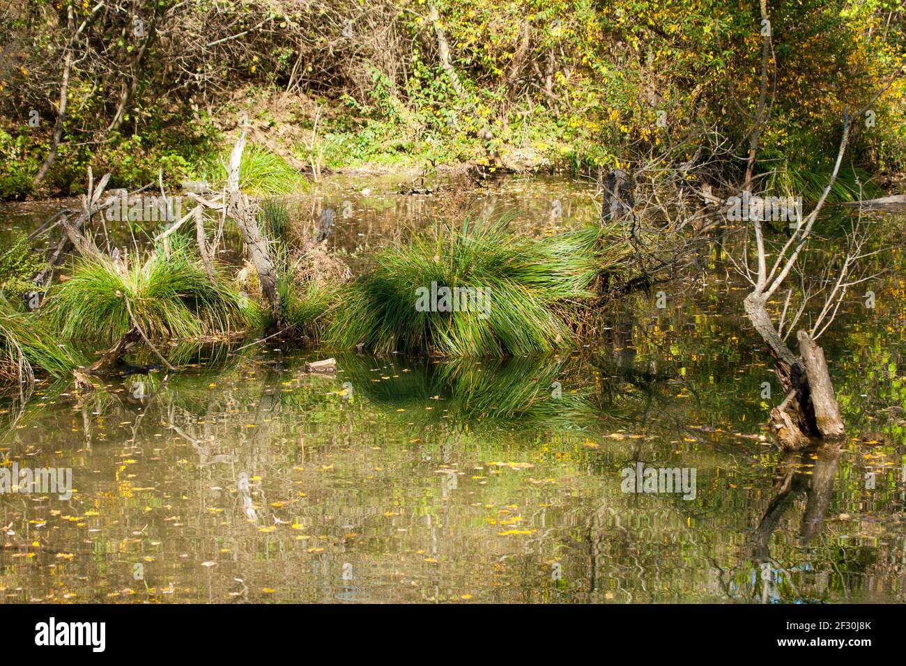 Wetland landscape. Autumn wetland landscape with mirror water surface Stock Photo
