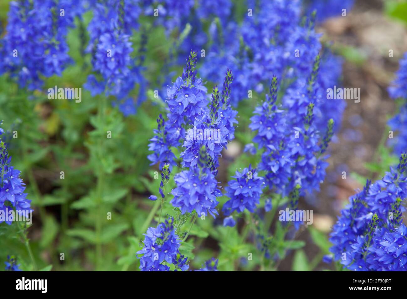 VERONICA TEUCRIUM or Large Speedwell Stock Photo