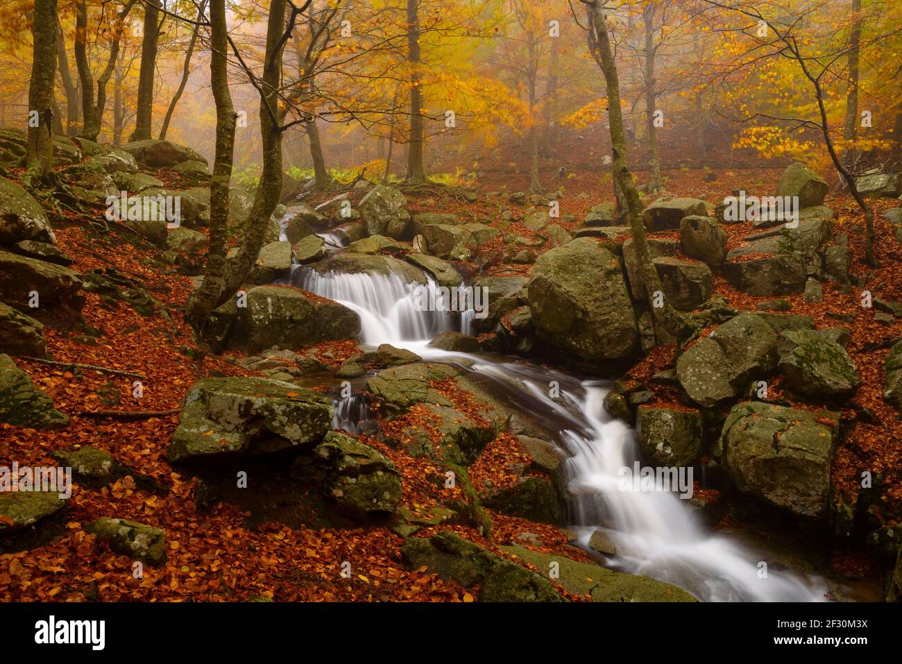 Lluvia de bosque hi-res stock photography and images - Alamy