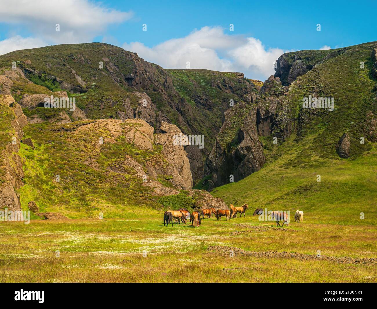 A group of Icelandic Ponies in the pasture with mountains in the background Stock Photo