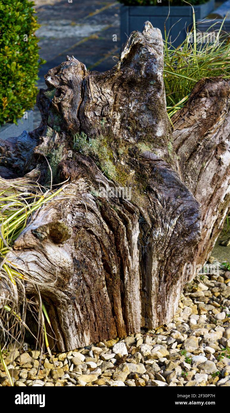 beautiful tree trunk root used as a garden ornament, twisted, withered, covered in lichen and