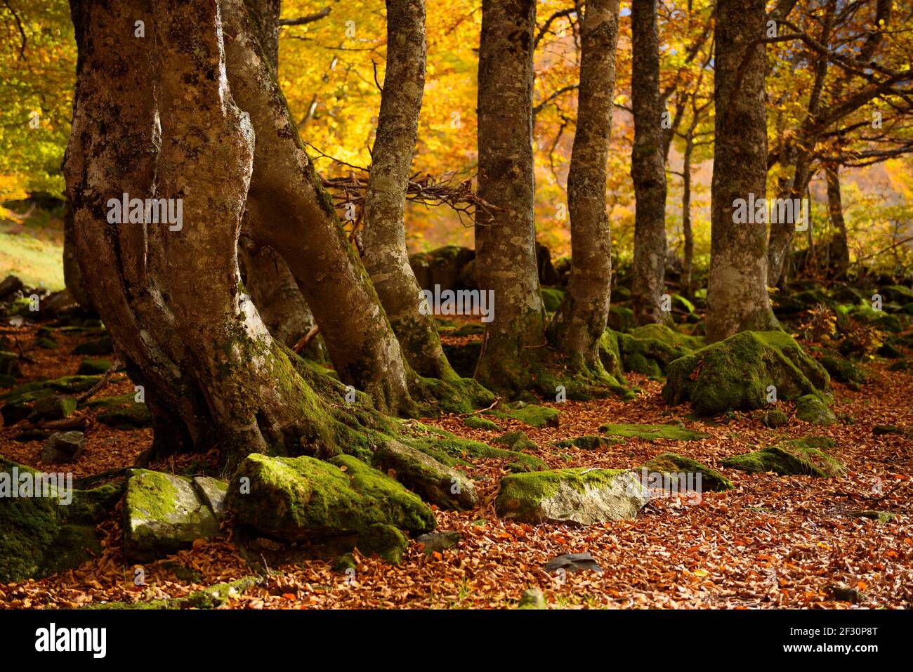 árbol del bosque de otoño hi-res stock photography and images - Alamy