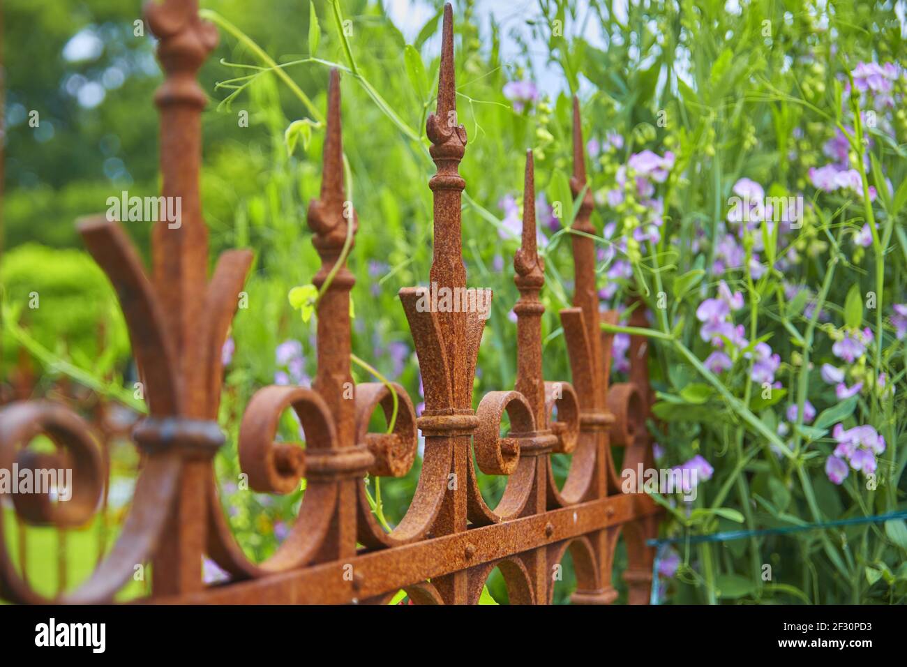 Exotische zierpflanze hires stock photography and images Alamy