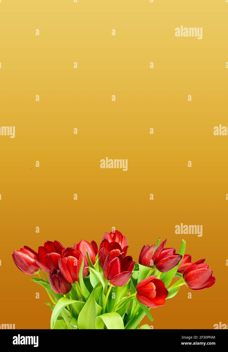 Red tulips bouquet on a golden backdrop, use as a background Stock Photo