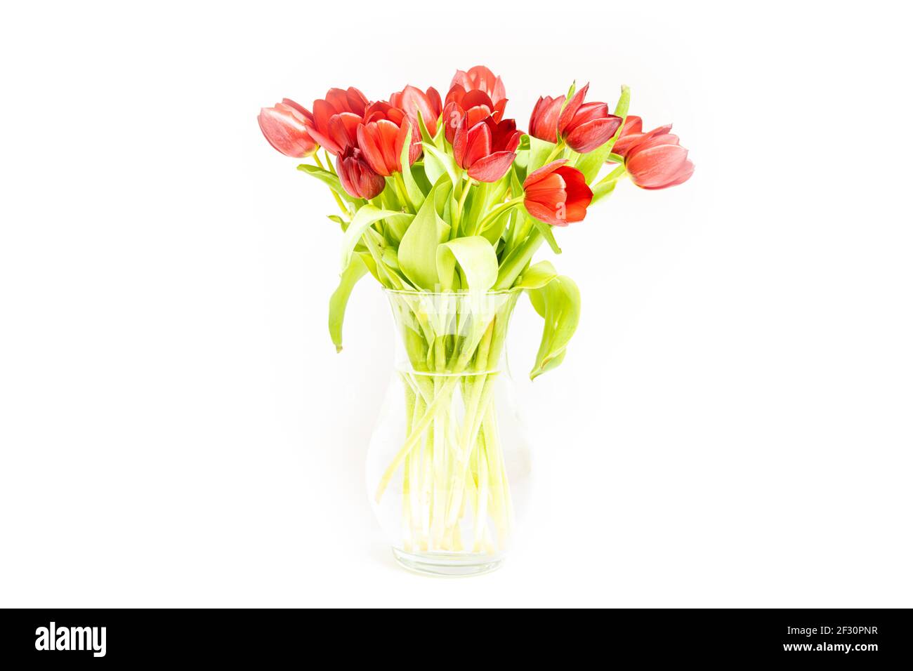Red tulips bouquet on a white background, high key Stock Photo
