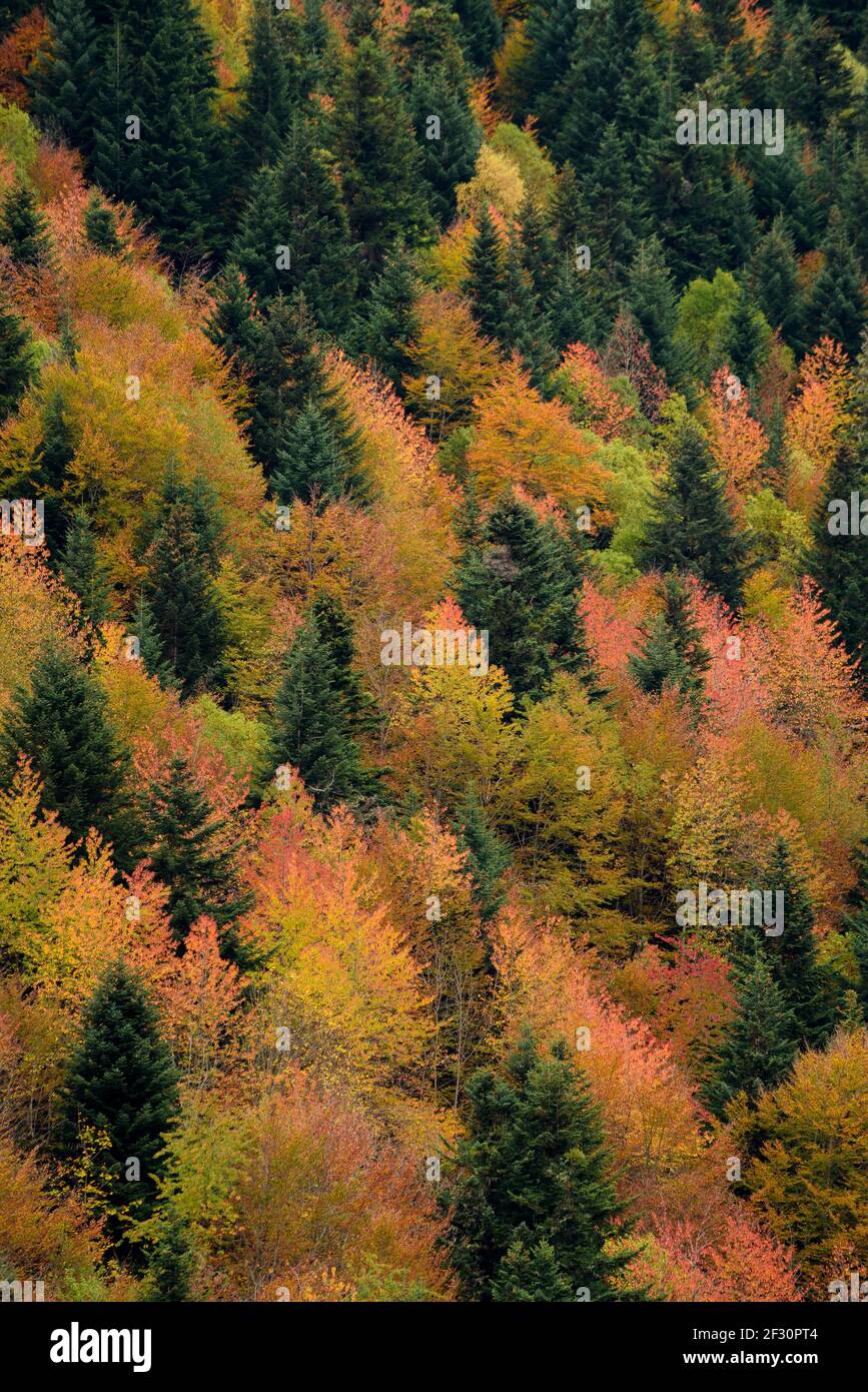 Fir-tree and beech forest in Artiga de Lin Valley, during autumn (Aran Valley, Catalonia, Spain, Pyrenees) Stock Photo