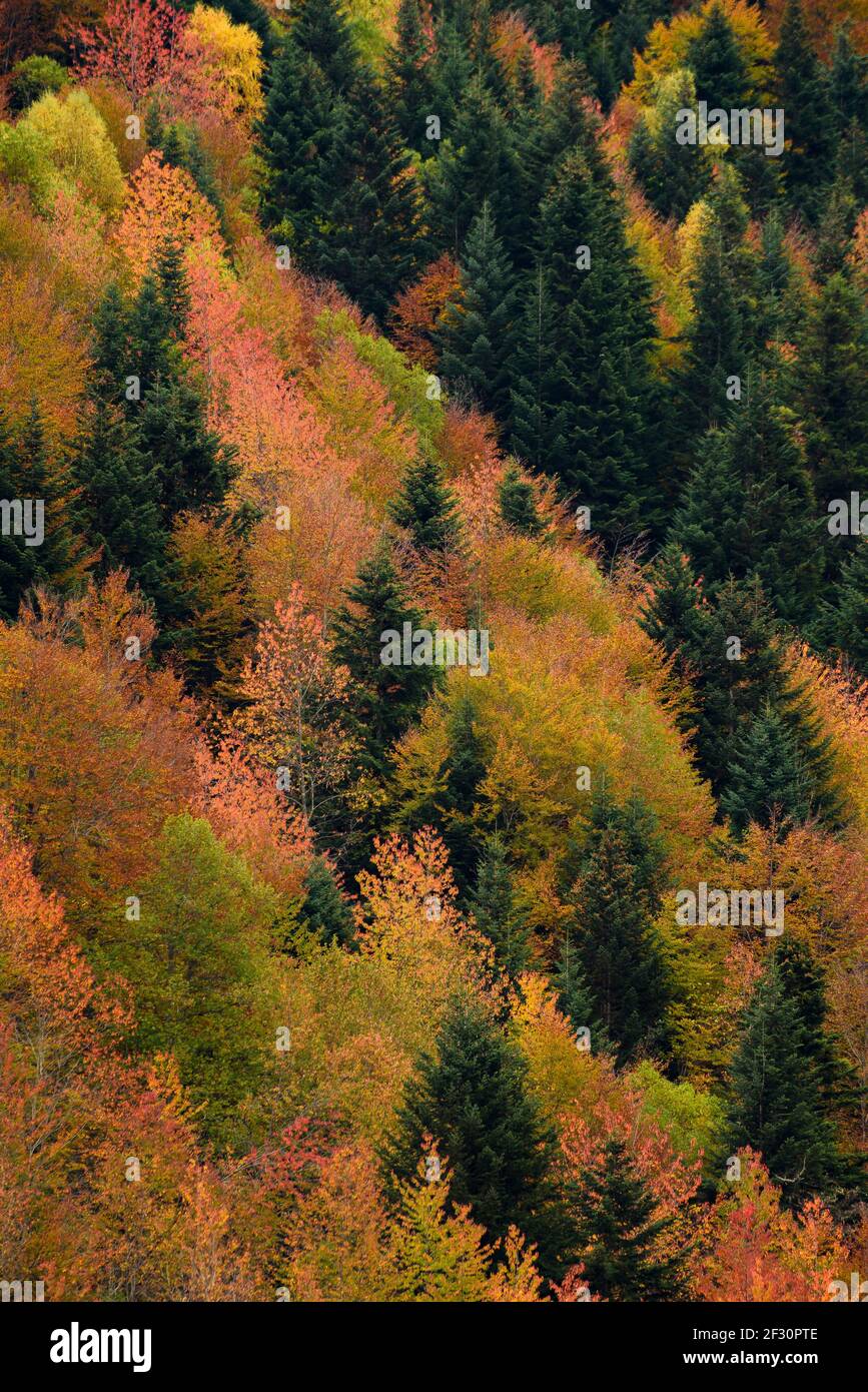 Fir-tree and beech forest in Artiga de Lin Valley, during autumn (Aran Valley, Catalonia, Spain, Pyrenees) Stock Photo