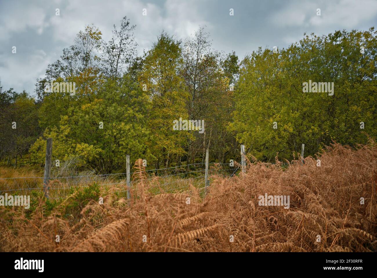 Autumn landscape in the countryside of County Wicklow in Leinster, Ireland. Stock Photo