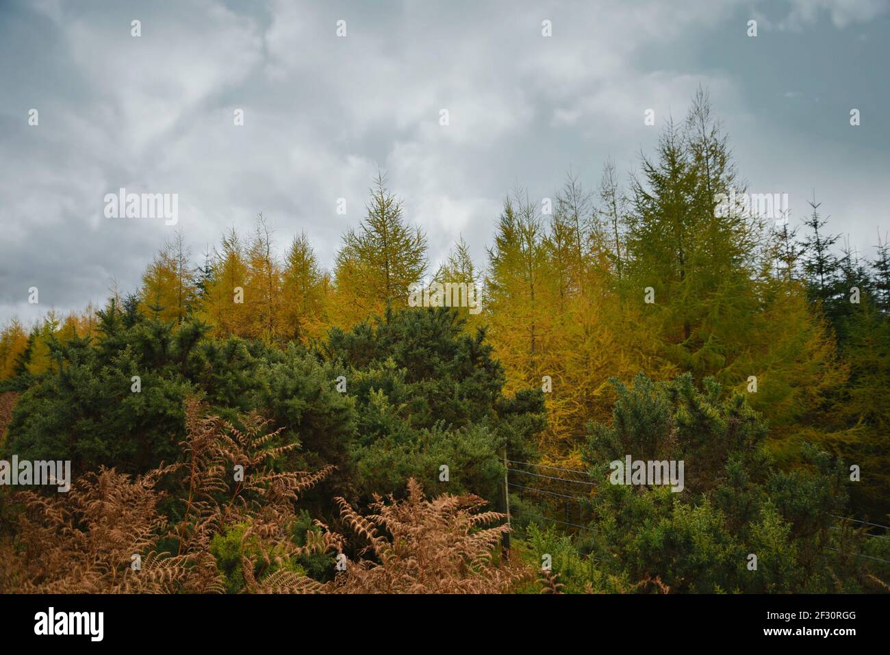 Autumn landscape in the countryside of County Wicklow in Leinster, Ireland. Stock Photo