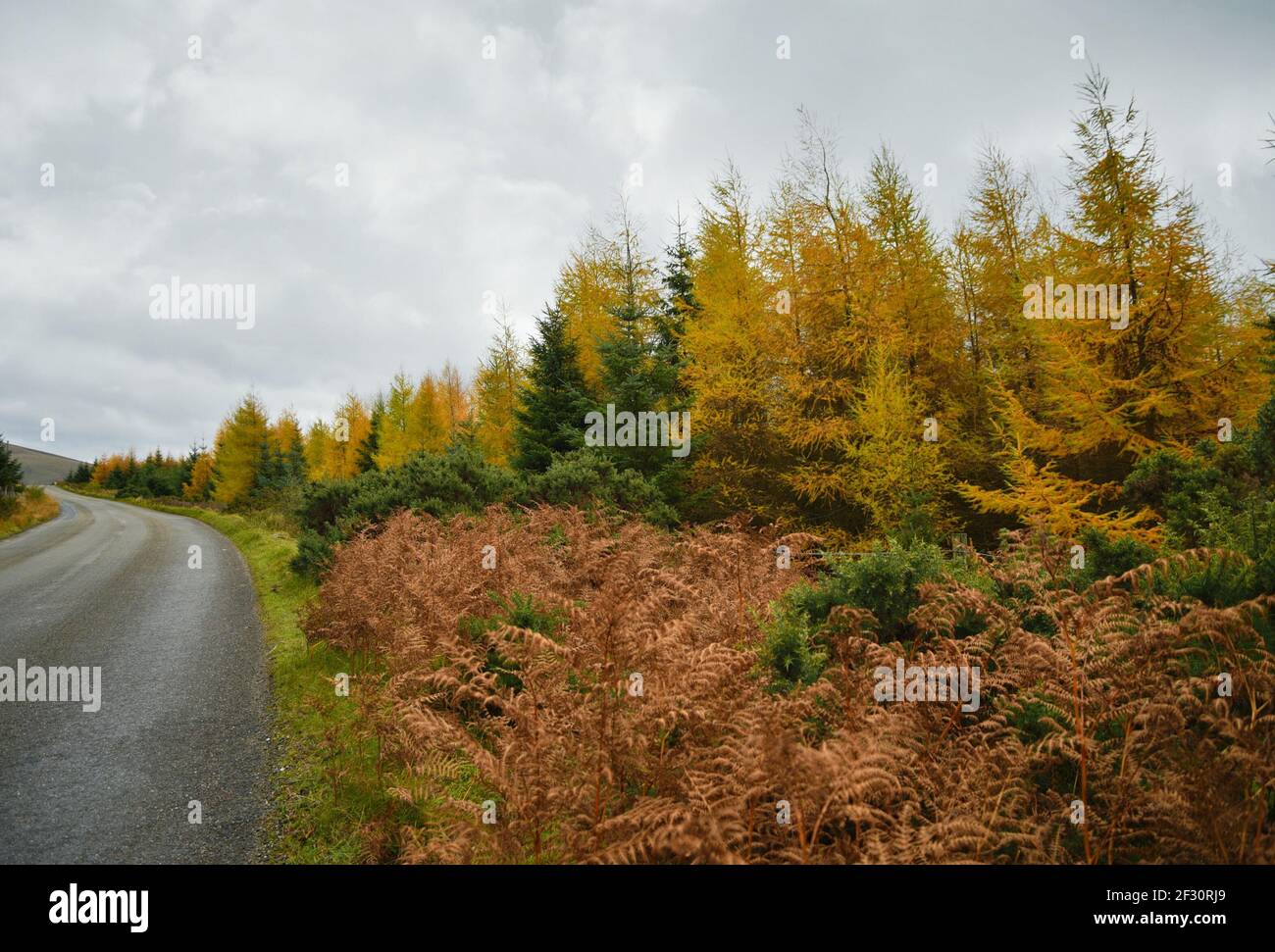 Autumn landscape with an isolated rural highway in the countryside of County Wicklow in Leinster, Ireland. Stock Photo