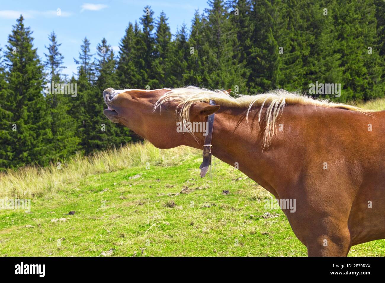Neighing horse on the pasture in the mountains Stock Photo