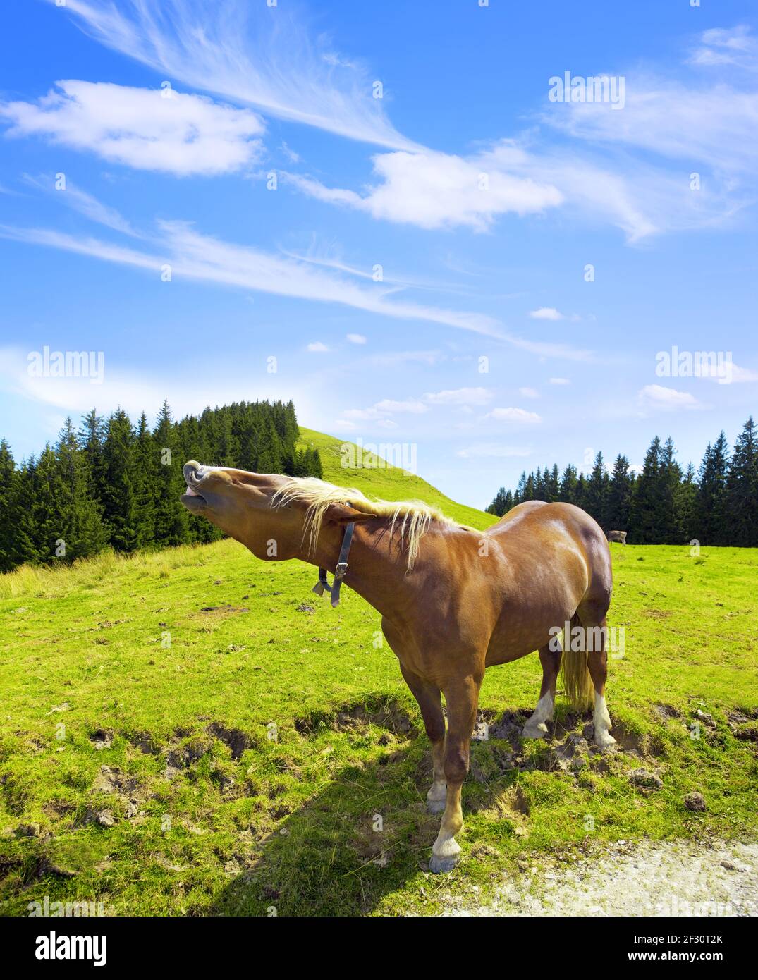 Neighing horse on the pasture in the mountains Stock Photo