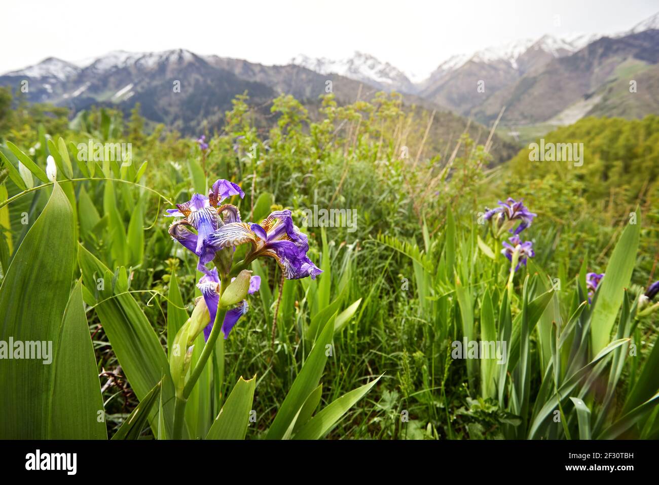 Blossom of violet flowers iris at spring season in the mountains in Almaty, Kazakhstan. Stock Photo