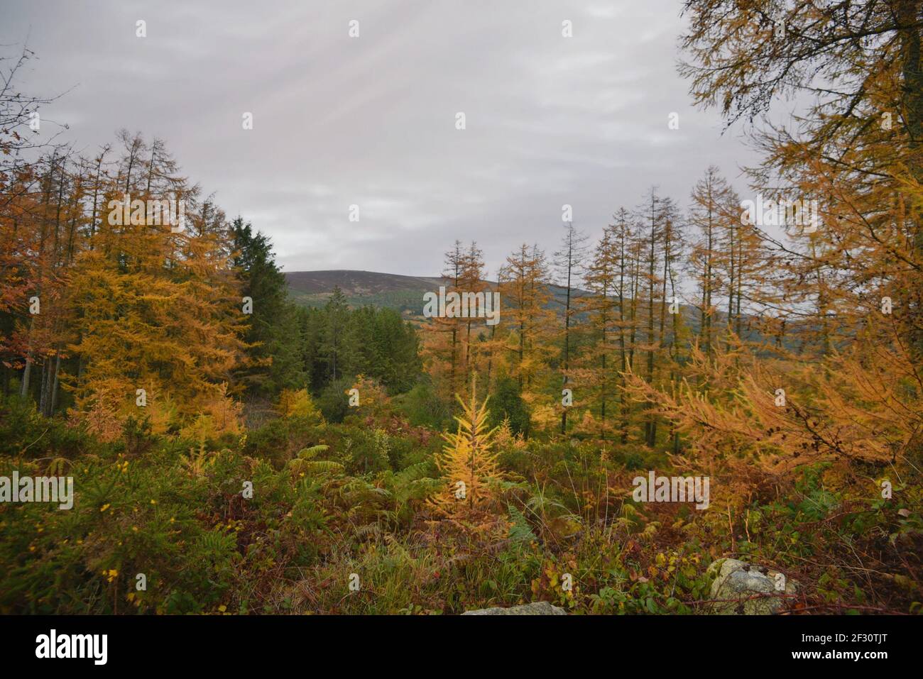 Autumn landscape in the countryside of County Wicklow in Leinster, Ireland. Stock Photo