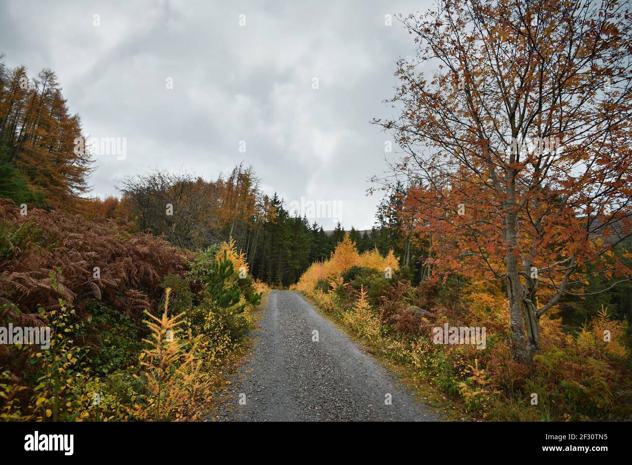 Autumn landscape with an isolated rural highway in the countryside of County Wicklow in Leinster, Ireland. Stock Photo