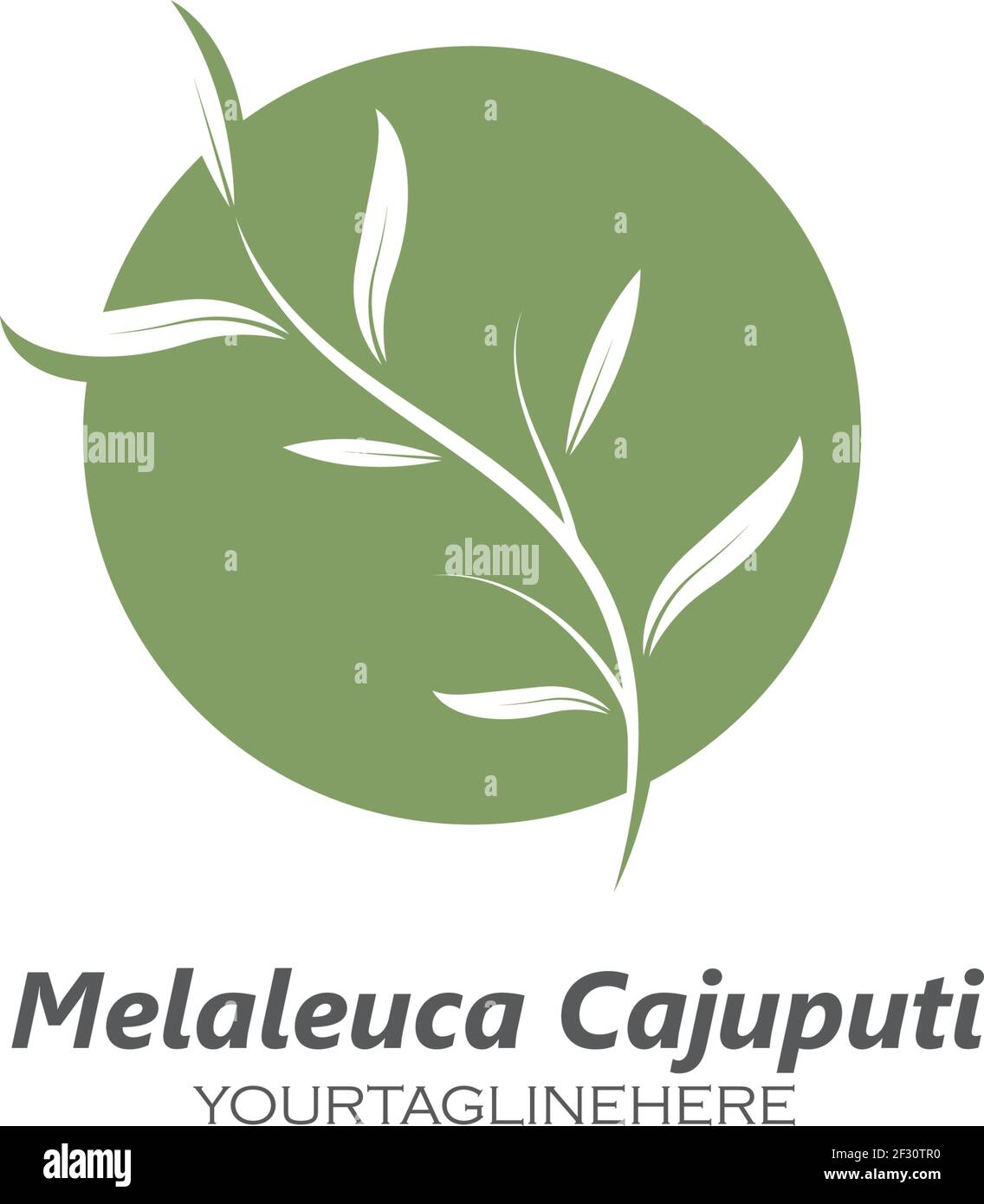 melaleuca cajuputi leaf icon vector illustration design template Stock