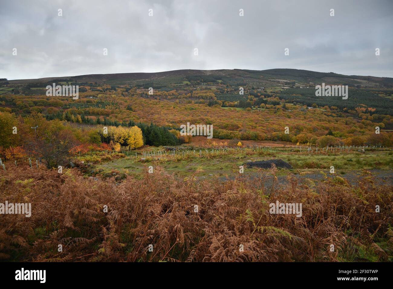 Autumn landscape in the countryside of County Wicklow in Leinster, Ireland. Stock Photo