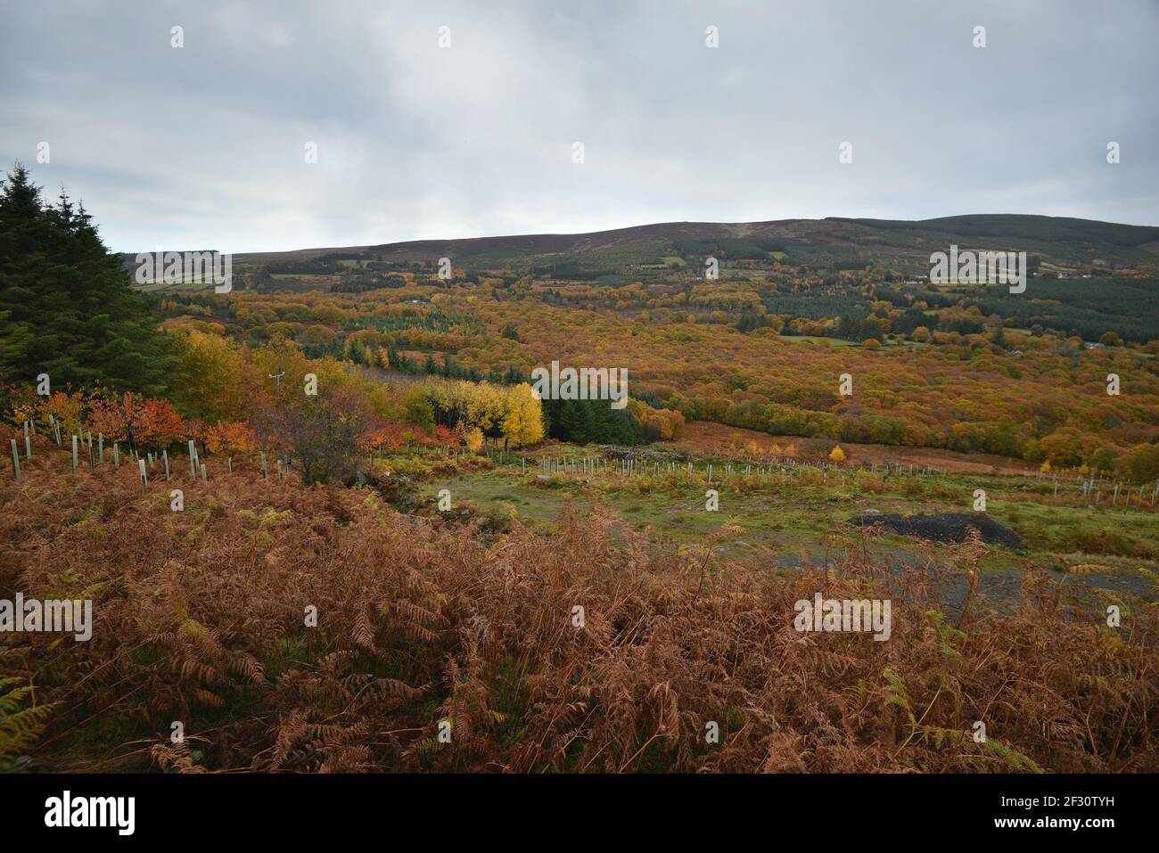 Autumn landscape in the countryside of County Wicklow in Leinster, Ireland. Stock Photo