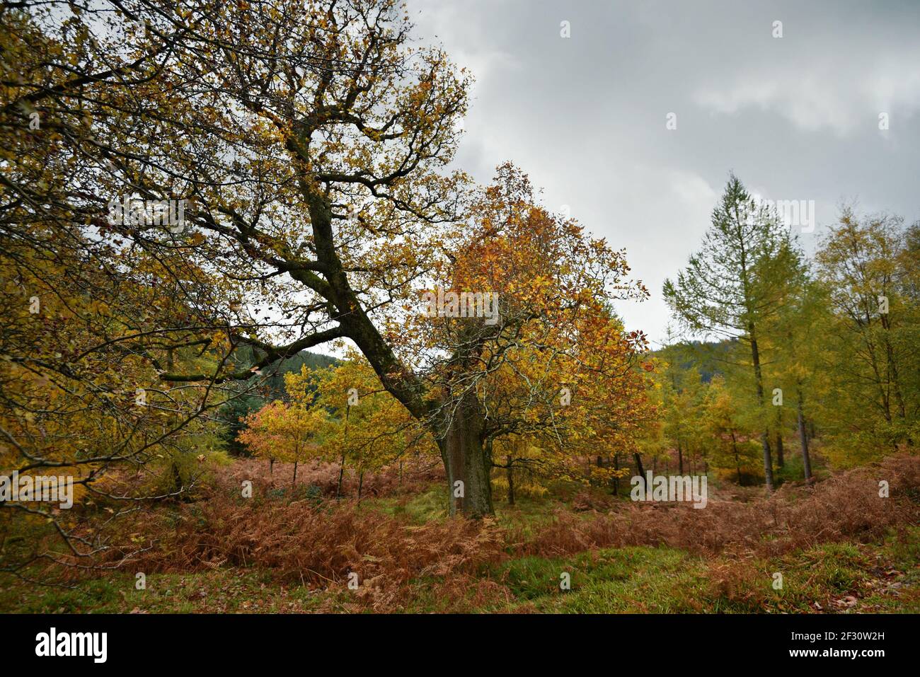 Autumn landscape at Powerscourt Gardens in the countryside of County Wicklow in Leinster, Ireland. Stock Photo