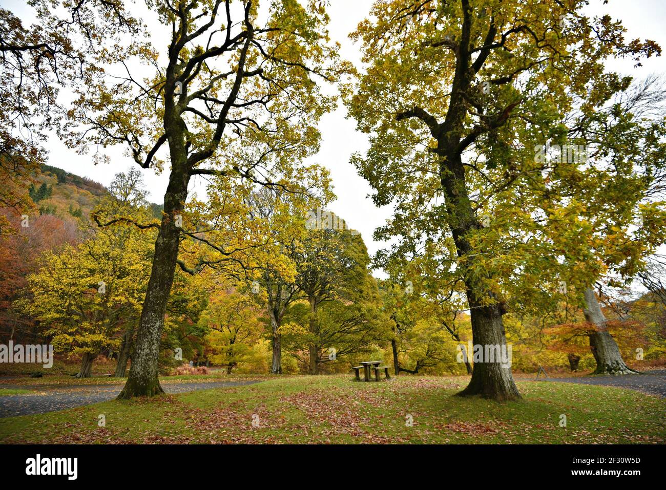 Autumn landscape at Powerscourt Gardens in the countryside of County Wicklow in Leinster, Ireland. Stock Photo