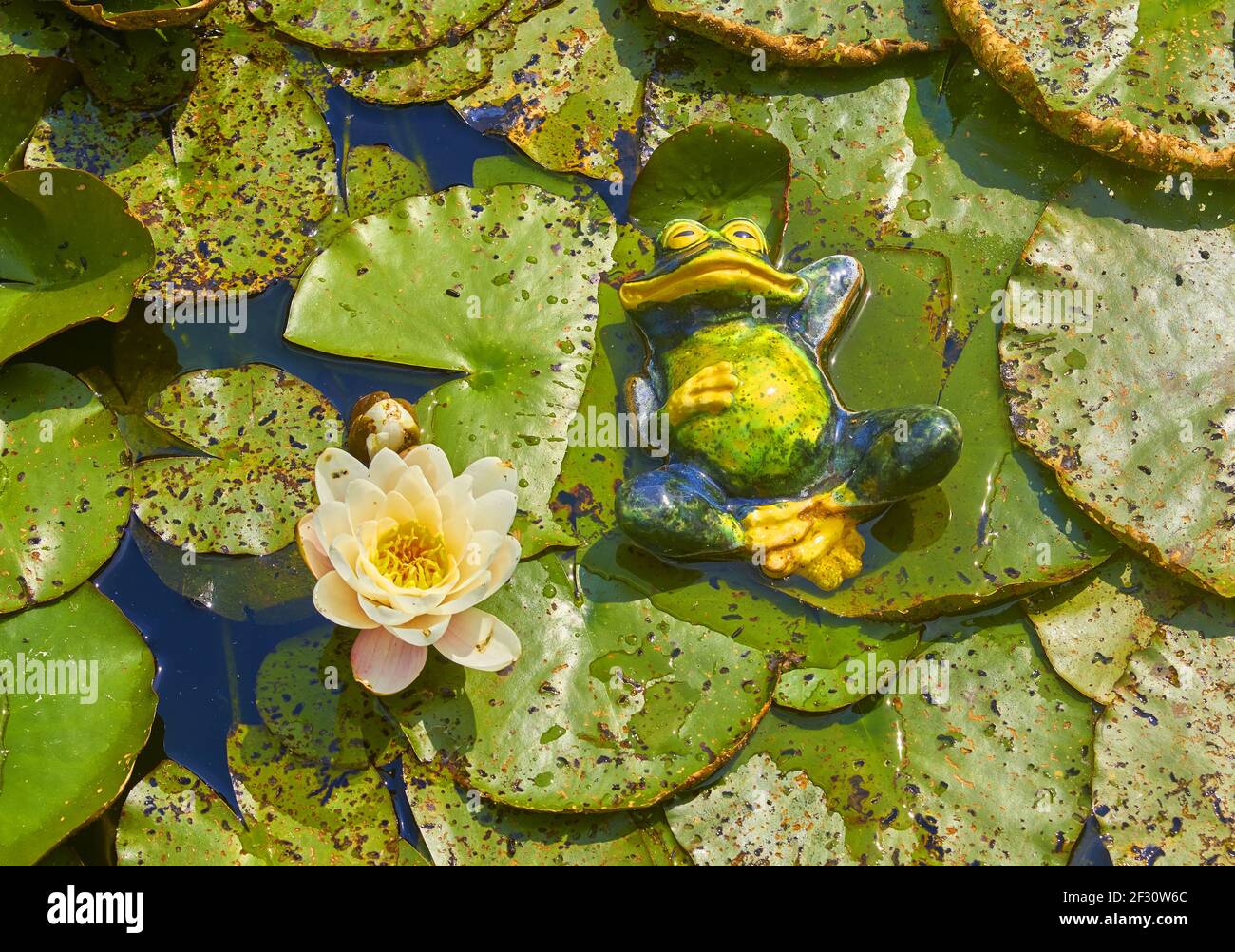Funny decorative frog lolls between water lilies. Stock Photo