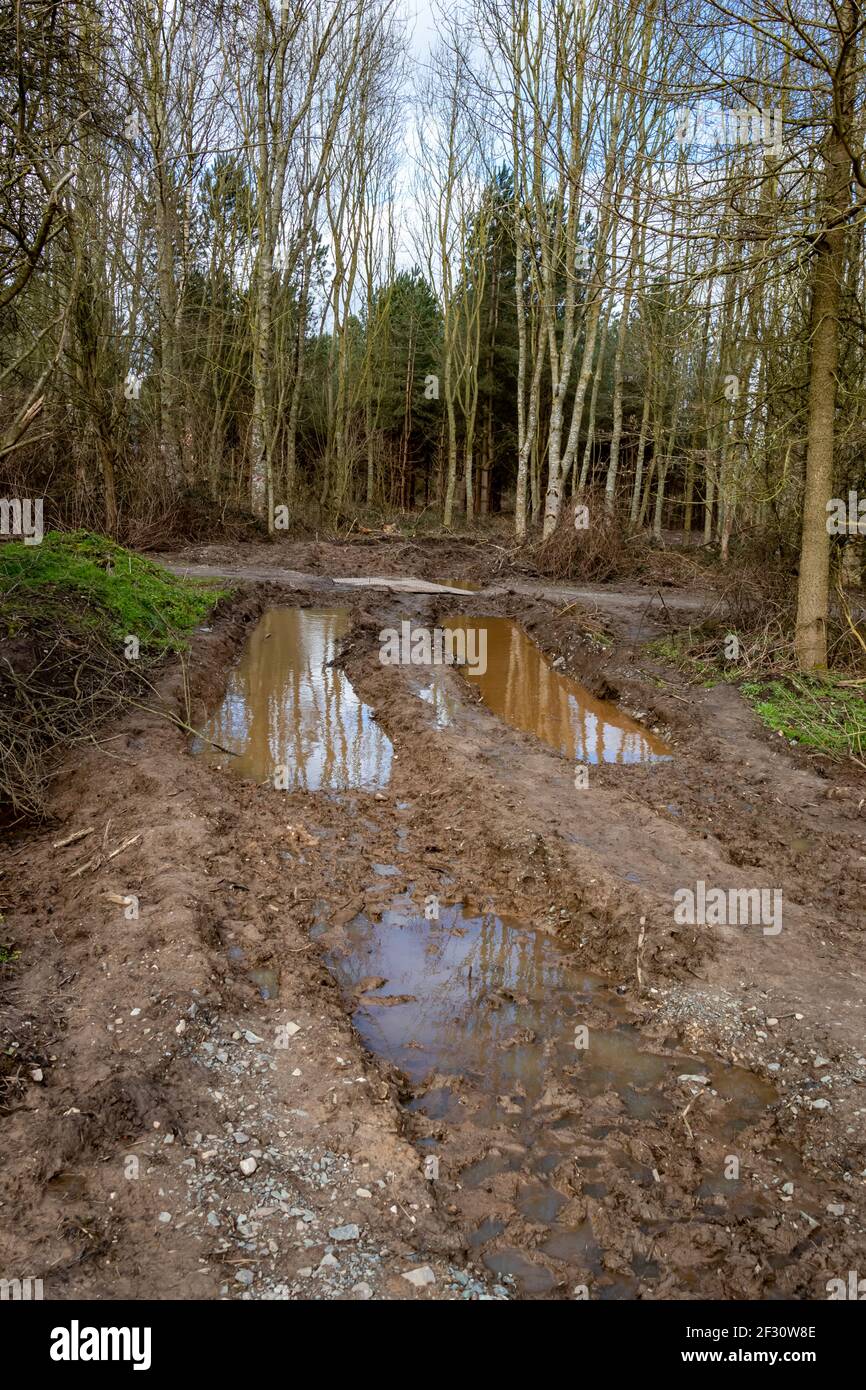 Traditional Coppicing /Tree Felling Taking Part In Forest Area Of South