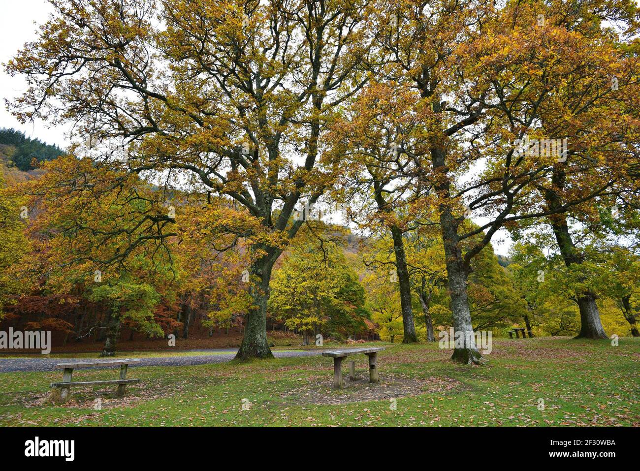 Autumn landscape at Powerscourt Gardens in the countryside of County Wicklow in Leinster, Ireland. Stock Photo