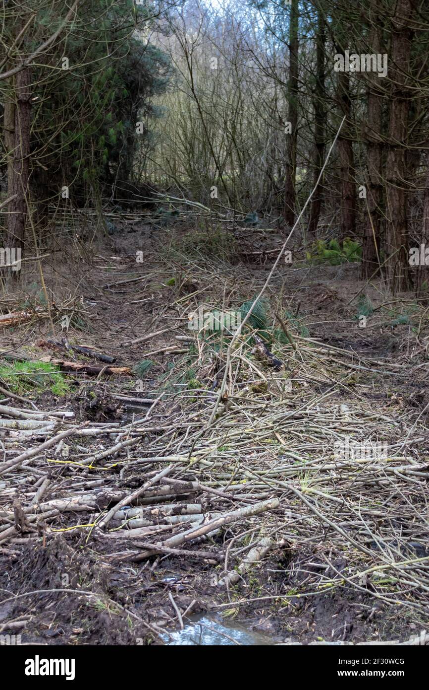 Traditional Coppicing /Tree Felling Taking Part In Forest Area Of South Derbyshire Countryside England Stock Photo