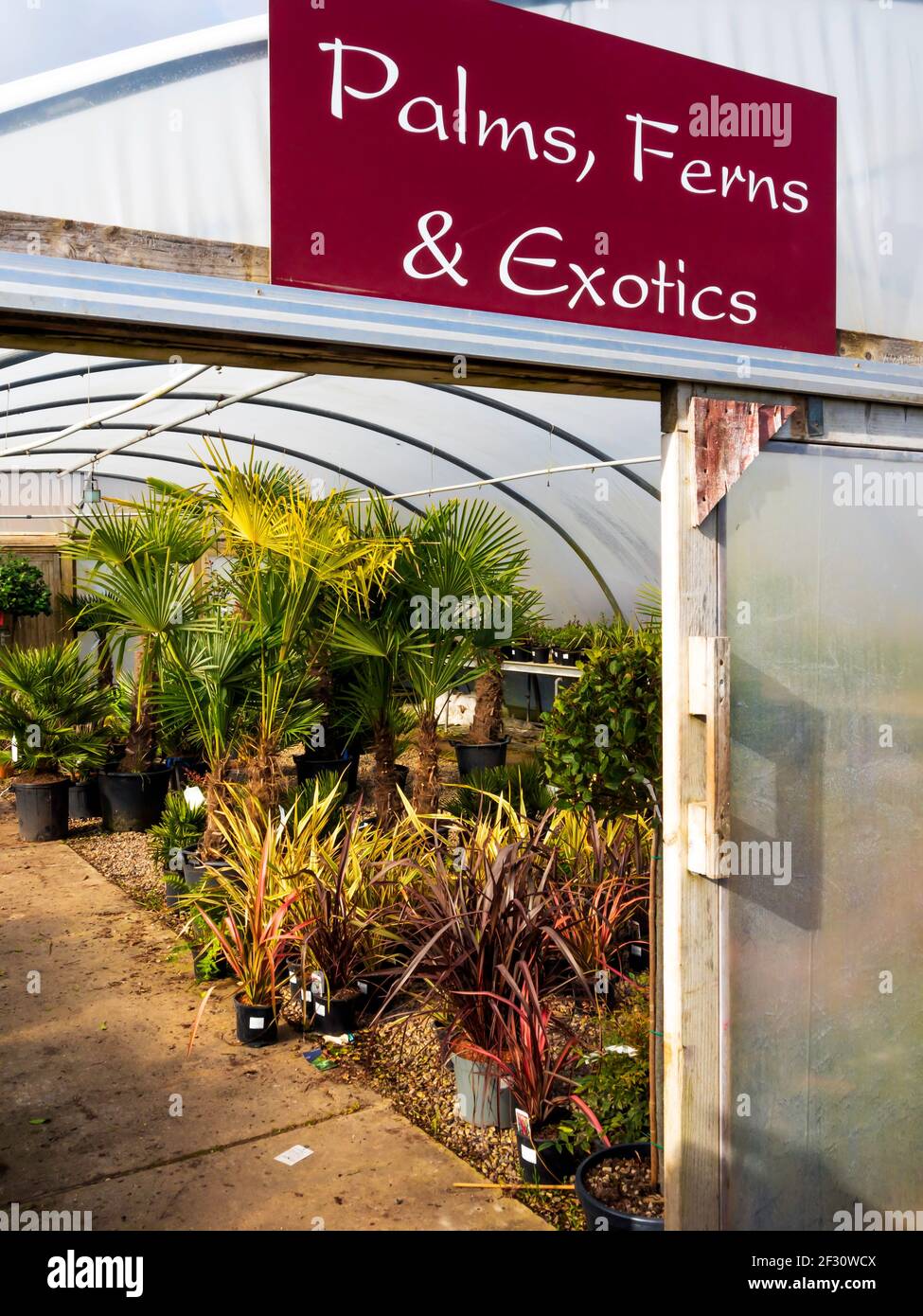 A collection of Palms Ferns and Exotic feature plants for sale in a