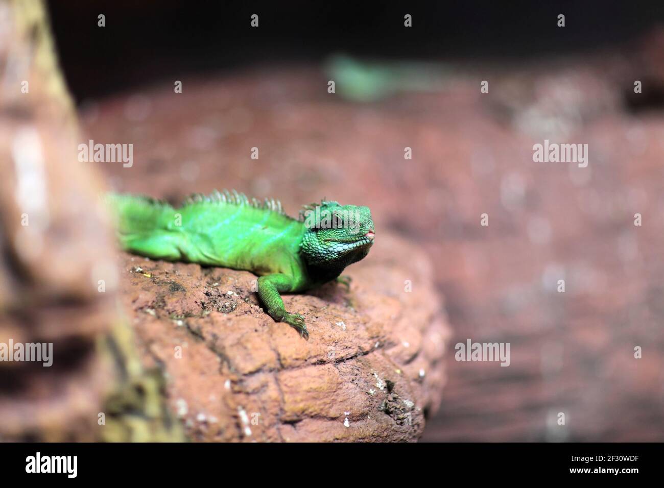 View of chinese water dragon at terrarium Stock Photo Alamy