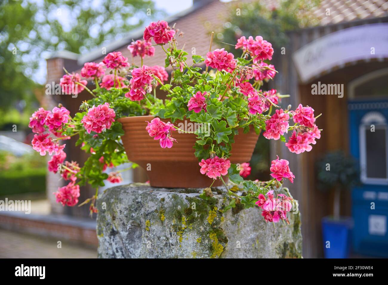 Pot red geraniums wall hi-res stock photography and images - Alamy
