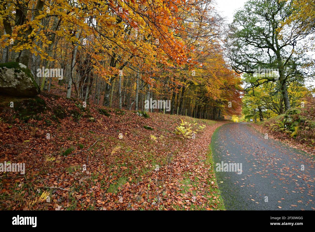 Autumn landscape at Powerscourt Gardens in the countryside of County Wicklow in Leinster, Ireland. Stock Photo