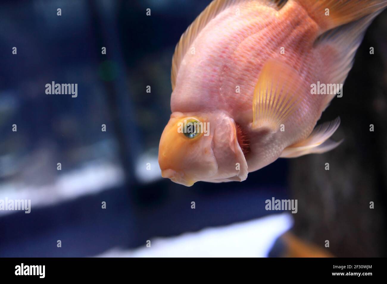 View of the parrot fish in the oceanarium Stock Photo