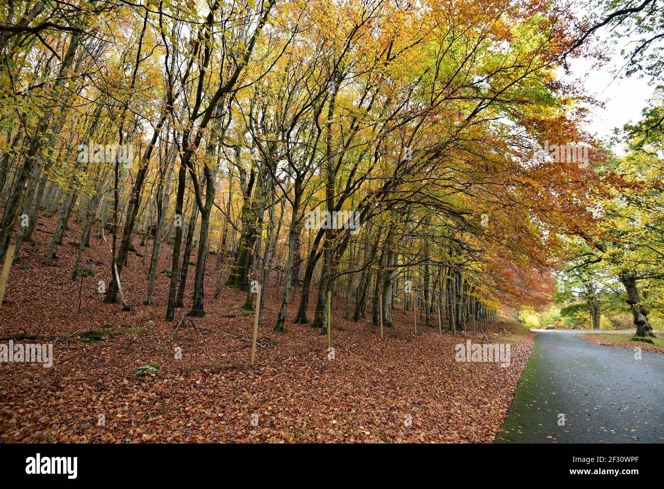 Autumn landscape at Powerscourt Gardens in the countryside of County Wicklow in Leinster, Ireland. Stock Photo