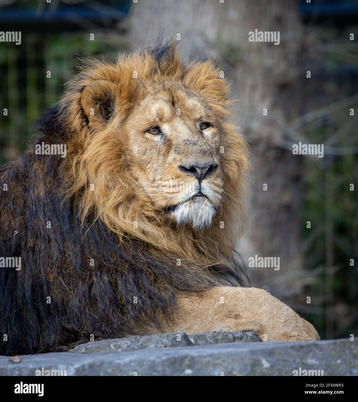 A headshot foto of a lion Stock Photo - Alamy