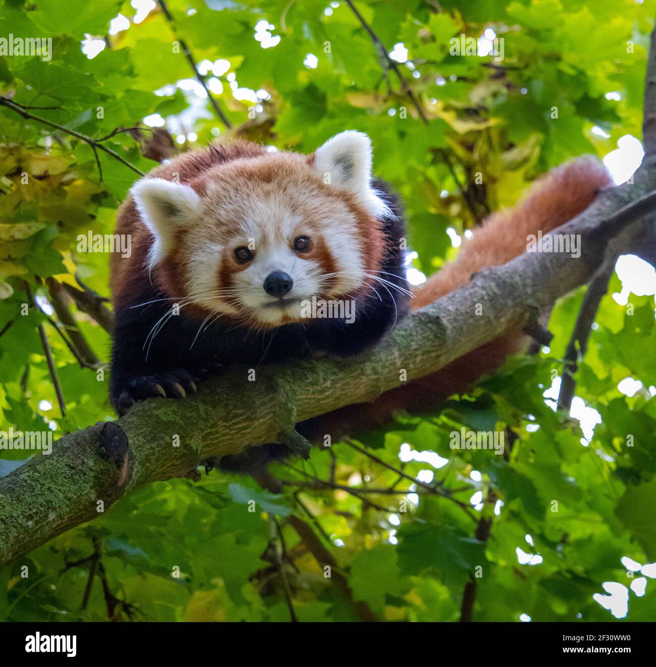 Red panda climbing in a tree Stock Photo Alamy