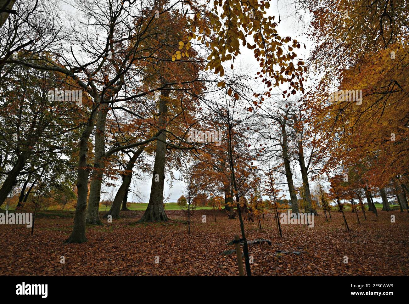 Autumn landscape at Powerscourt Gardens in the countryside of County Wicklow in Leinster, Ireland. Stock Photo