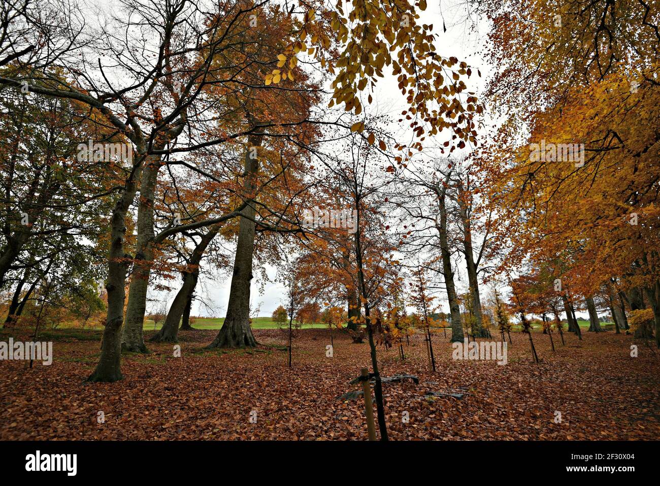 Autumn landscape at Powerscourt Gardens in the countryside of County Wicklow in Leinster, Ireland. Stock Photo