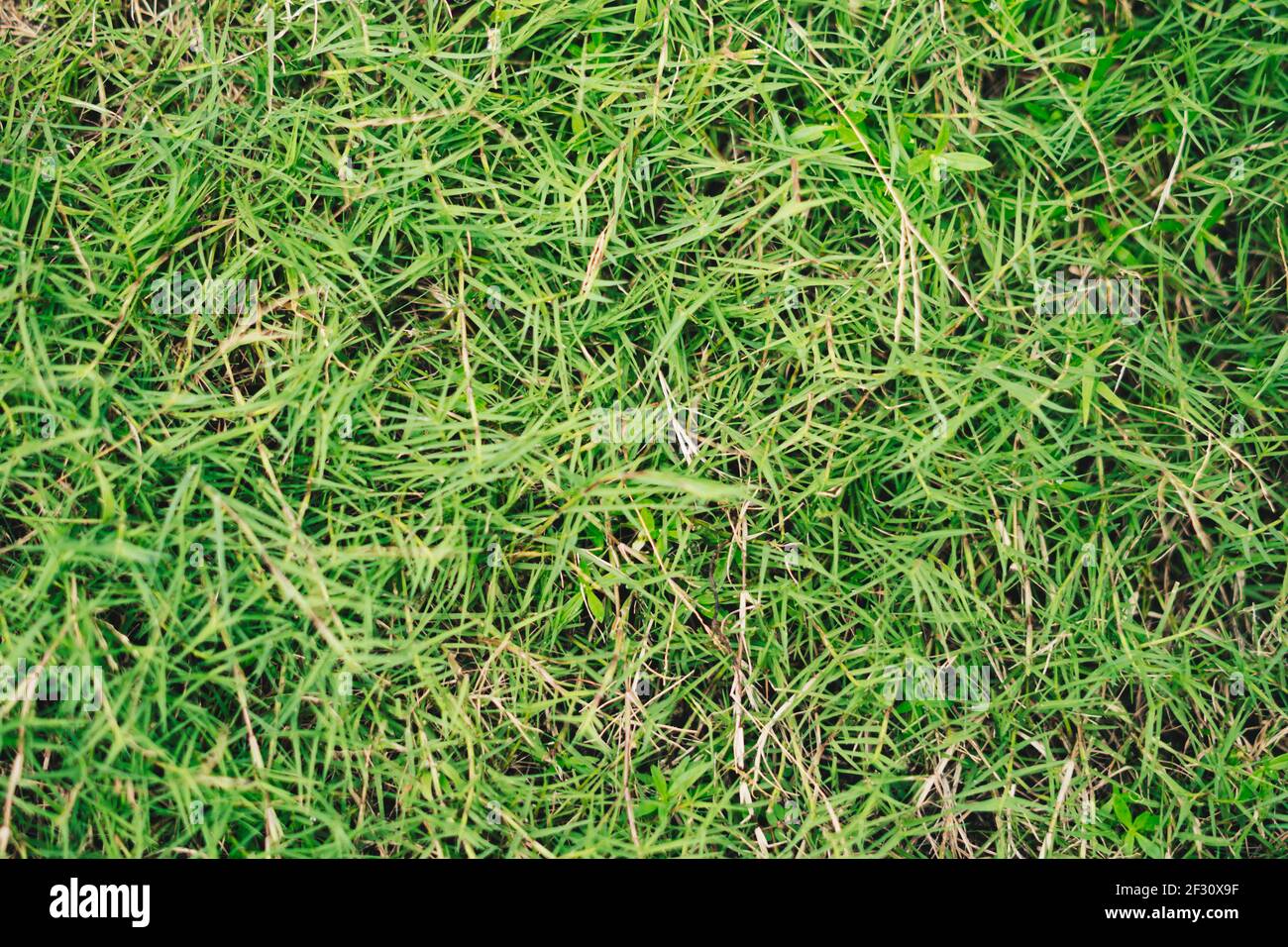 Abstract natural background. Collection with different colour tones of  green grass, copy space. Summer fresh and football mood. For design  wallpaper Stock Photo - Alamy