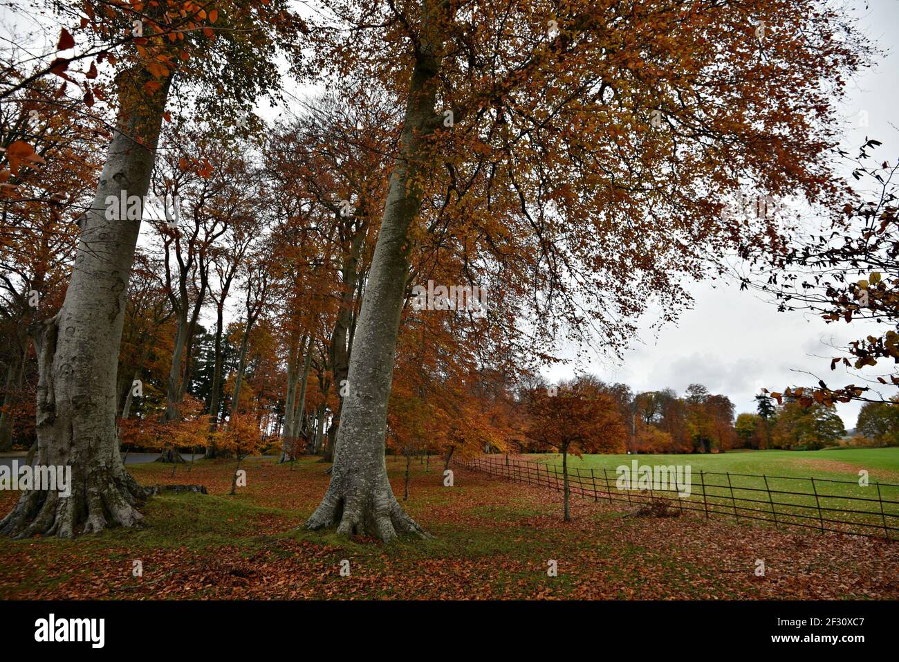 Autumn landscape at Powerscourt Gardens in the countryside of County Wicklow in Leinster, Ireland. Stock Photo