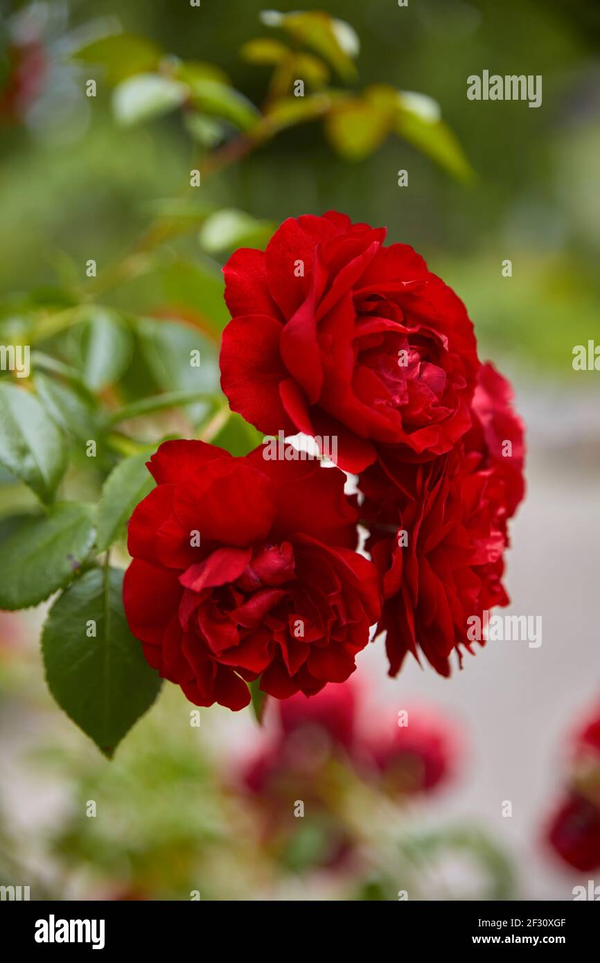 Close up roses hires stock photography and images Alamy