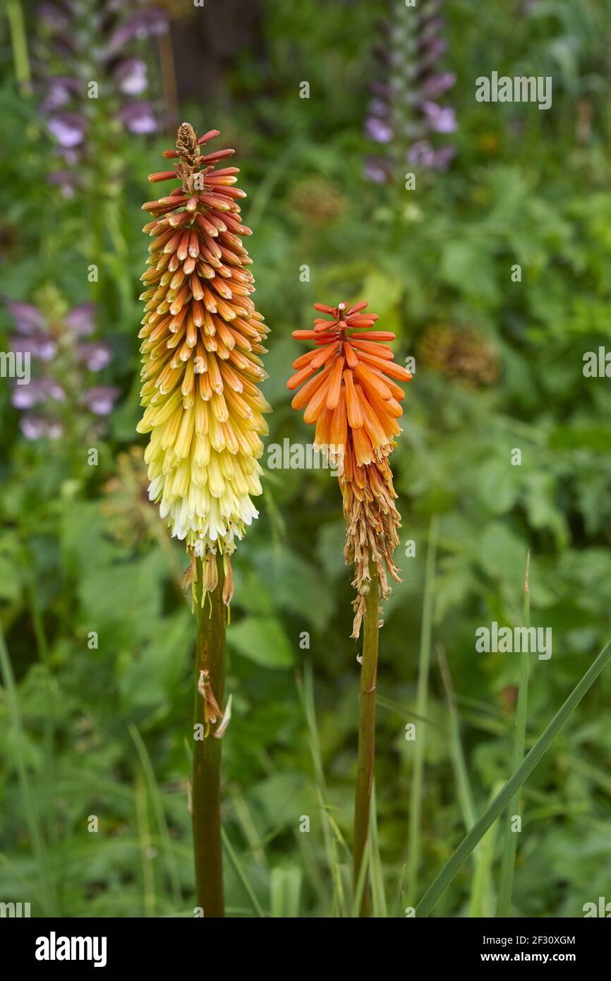 Crested torch lily, Kniphofia uvaria, native to South Africa. Stock Photo