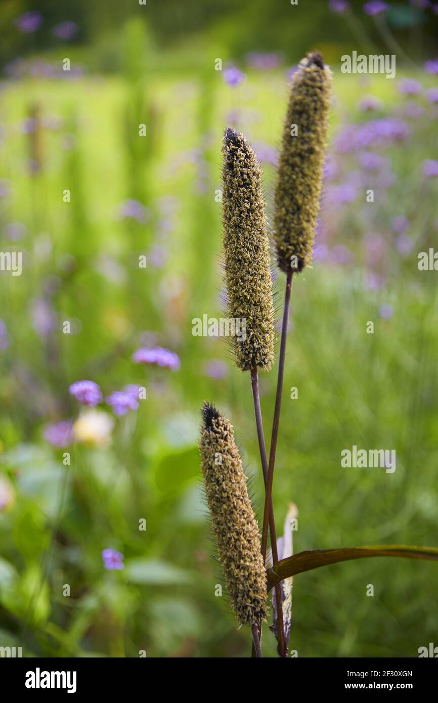 Millet field close up hi-res stock photography and images - Alamy