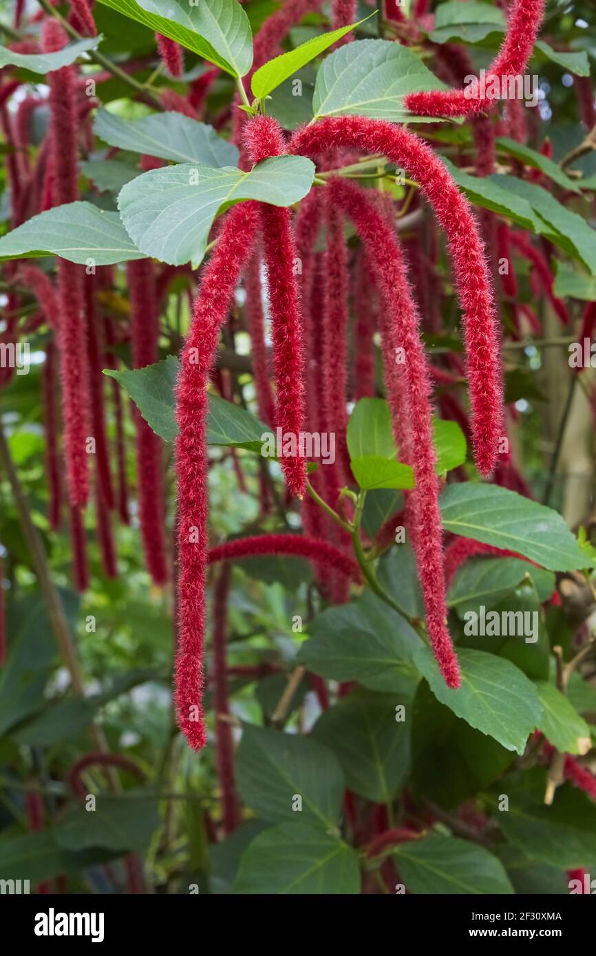 Beautiful bloom of the tropical Acalypha hispida from New Guinea. Stock Photo