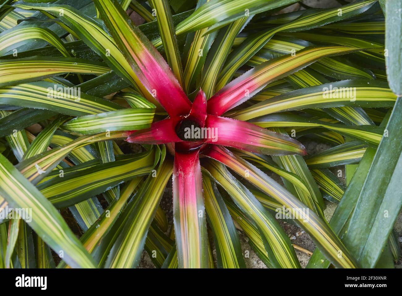 Beautiful bromeliad, (neoregelia carolinae), native to Brazil. Stock Photo