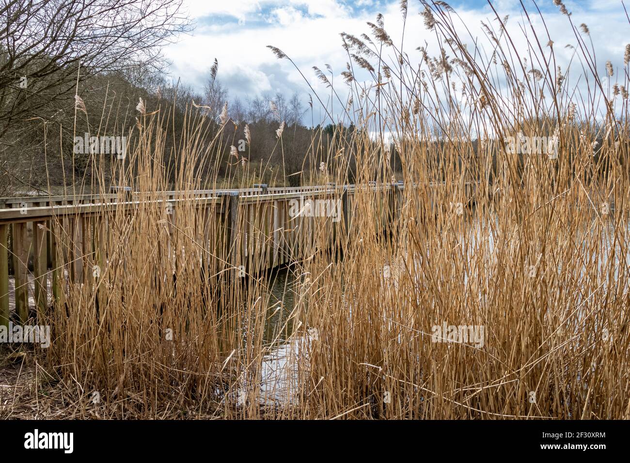 Reeds Growing on a Lake Near a Footbridge in a Forest in Winter
