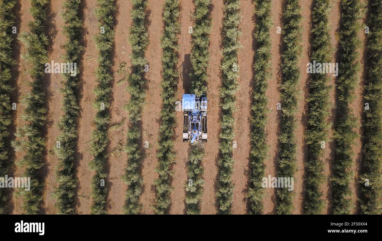 Olive harvest: Big Blue Combine harvesting Olives in a big olives plantation. Aerial view of Picking olives.  Stock Photo